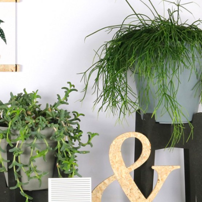 Pflanzen und Tpfe Grohandel Grohandel | Orderchamp