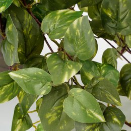Kunst hangplant Scindapsus hanging Groen