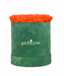 Colección Terciopelo Verde