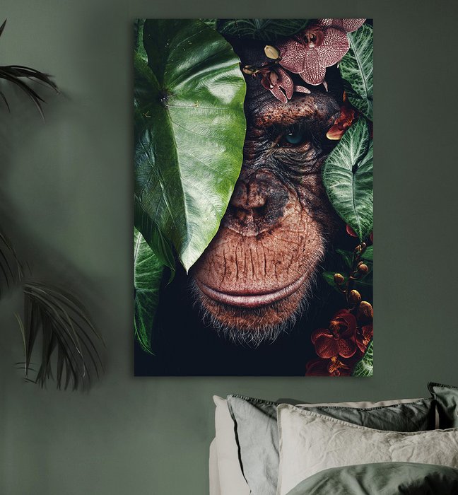 Chimpanzee