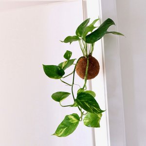 Kokedami Hängepflanze