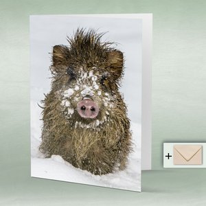 Greeting card, double card 8019 Wild boar in the snow pig boar boar boar winter forest
