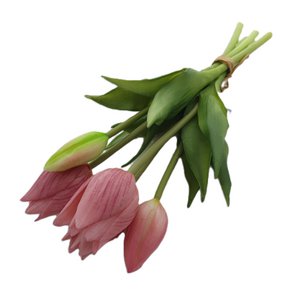 Tulpenbund Aida 25 cm