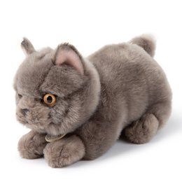 BTC - Freddy the British Shorthair in gift box - 20 cm -