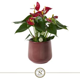  Burgundy red flowering plant in a modern ceramic pot. The plant has large, vibrant red flowers and lush green foliage. This flowering plant would make a beautiful addition to any indoor or outdoor space.