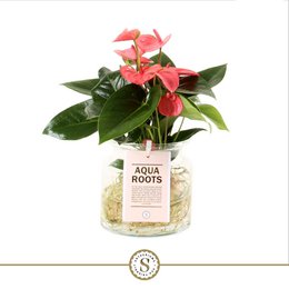  Vibrant pink anthurium plant with lush green leaves in a glass container with aqua roots. Ideal for indoor decor and air purification.