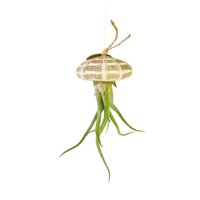 Luchtplantje hanger – zee-egel met tillandsia caput medusae – natuurlijk