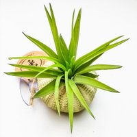 Luchtplantje in zee-egel – staand op zuignap – Tillandsia Abdita – natuurlijk