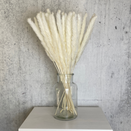 Herbe de la pampa blanche 15 pièces