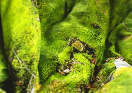 MOSS - pude fyldt med boghvedeskaller - 50x30 cm
