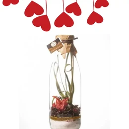 A glass bottle containing a red fruit and hibiscus-based preparation for arranged rum, with a decorative arrangement of red heart-shaped objects hanging above it.

The product appears to be a preparation or mixer for arranged rum, made with red fruits and hibiscus. The bottle is glass, and the preparation has a dark, rich color. The decorative arrangement above the bottle includes red heart-shaped objects, suggesting a romantic or festive theme. This product would be suitable for use in cocktails or other mixed drinks.