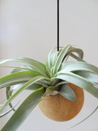 Hanging Sphere - Light Oak