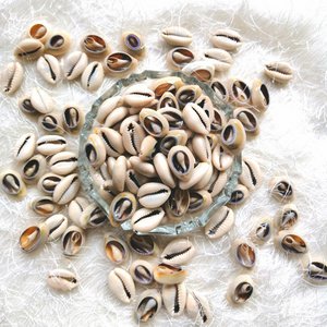 Kaurischnecken, afrikanische Muscheln