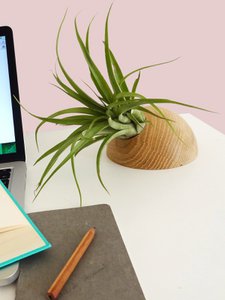 Halbkugel - Helle Eiche