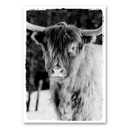 A black and white image of a Scottish highlander cow with long, shaggy fur. The cow has a distinctive horned head and appears to be standing in a natural, outdoor setting.