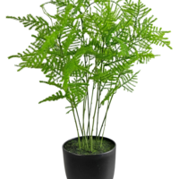 KUNSTPLANT ASPARAGUS 59 cm