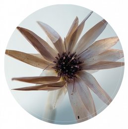 Wall circle natural flower is a decorative wall hanging featuring a natural flower design. The product is made of natural materials and comes in two size variants - 30cm and 40cm. The flower has a unique shape with brown petals and a dark center, creating a rustic and organic aesthetic.