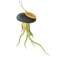 Luchtplantje hanger – zee-egel met tillandsia caput medusae – zwart