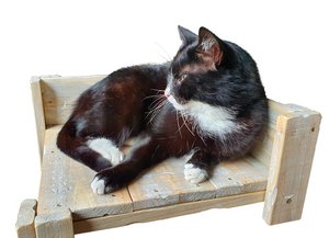 furn old dutch cat table low