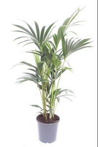 Howea Forsteriana - Ø17cm - ↕75cm