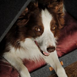 Pethome Perfekt hus til hund og kat - mørkegrå/genanvendt