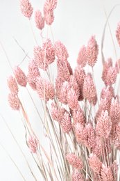 Dried phalaris flowers in various shades of pink, including light pink, salmon, and dark pink. The flowers have a fluffy, feathery appearance and are arranged in a bouquet-like display.