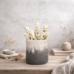  A single white rose with green stem on a concrete background.