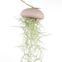 Hanger – zee-egel met tillandsia – roze – large