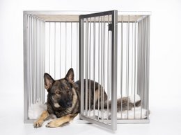 Large metal dog crate with two dogs inside, one German shepherd and one smaller mixed breed dog.