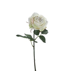 Rose Velvet, 1 Blüte, L38cm, creme