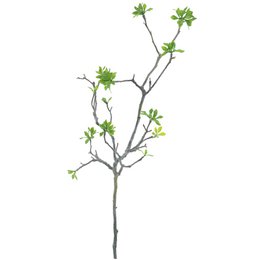  A long, slender branch with green leaf buds, approximately 104 cm in length, suitable for use in bowls or other decorative arrangements.