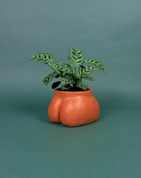CACHE POT - SMALL BUTTLE