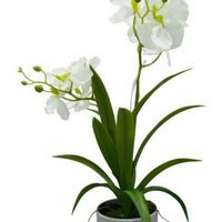 ORCHID IN  POT      1PC       WHITE