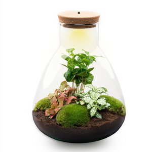 Terrarium-Bausatz – Sam Coffea mit Licht – Flaschengarten – ↑ 30 cm