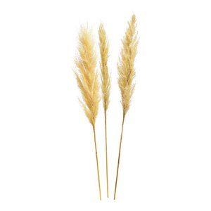 Pampasgras Set aus Naturmaterial cream 3er Set, (H) 100-115cm