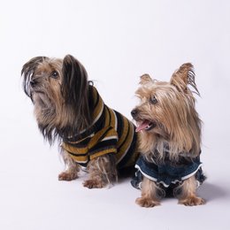 Soft, cozy honey-colored jumper for small dogs. Made of high-quality materials for comfort and style. Available in sizes XS-XL to fit a variety of breeds.