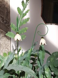 Vintergæk blomsterhængende keramik 3,5 cm