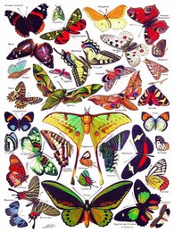 New York Puzzle Company Puzzle Butterflies~Papillons - 1000 pieces