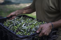 EFKRATO – Nagrodzona organiczna oliwa z oliwek z pierwszego tłoczenia z wczesnych zbiorów z oświadczeniem zdrowotnym