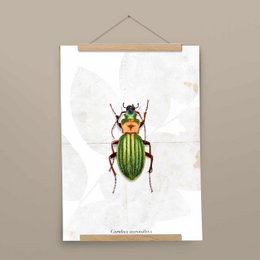 Poster - Grondkever