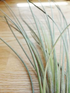 Tillandsia juncea