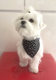 Bandana réversible "rebelle" noir & blanc
