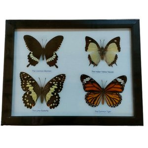 Butterflies 4