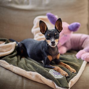 Peaches 'Planet Cozy Moments Cuddly Cover Green Fields for Dogs