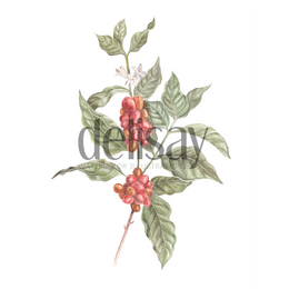 Fine Art Print - Kaffeplante