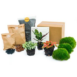  This plant terrarium package includes a Calathea Lancifolia plant, a DIY terrarium kit, and optional accessories like a rake, shovel, tweezer, and scissors. The package provides everything needed to create a beautiful and low-maintenance indoor terrarium.