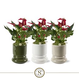  Vibrant red anthurium flowers in white, green, and gray ceramic pots. The flowers have a distinctive shape with pointed petals and a central spike. The plants have lush green foliage.