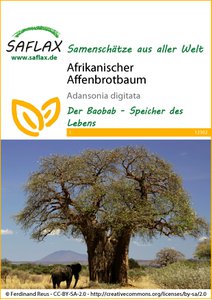 Afrikanischer Affenbrotbaum