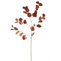 Eucalyptus - Rood - 85cm