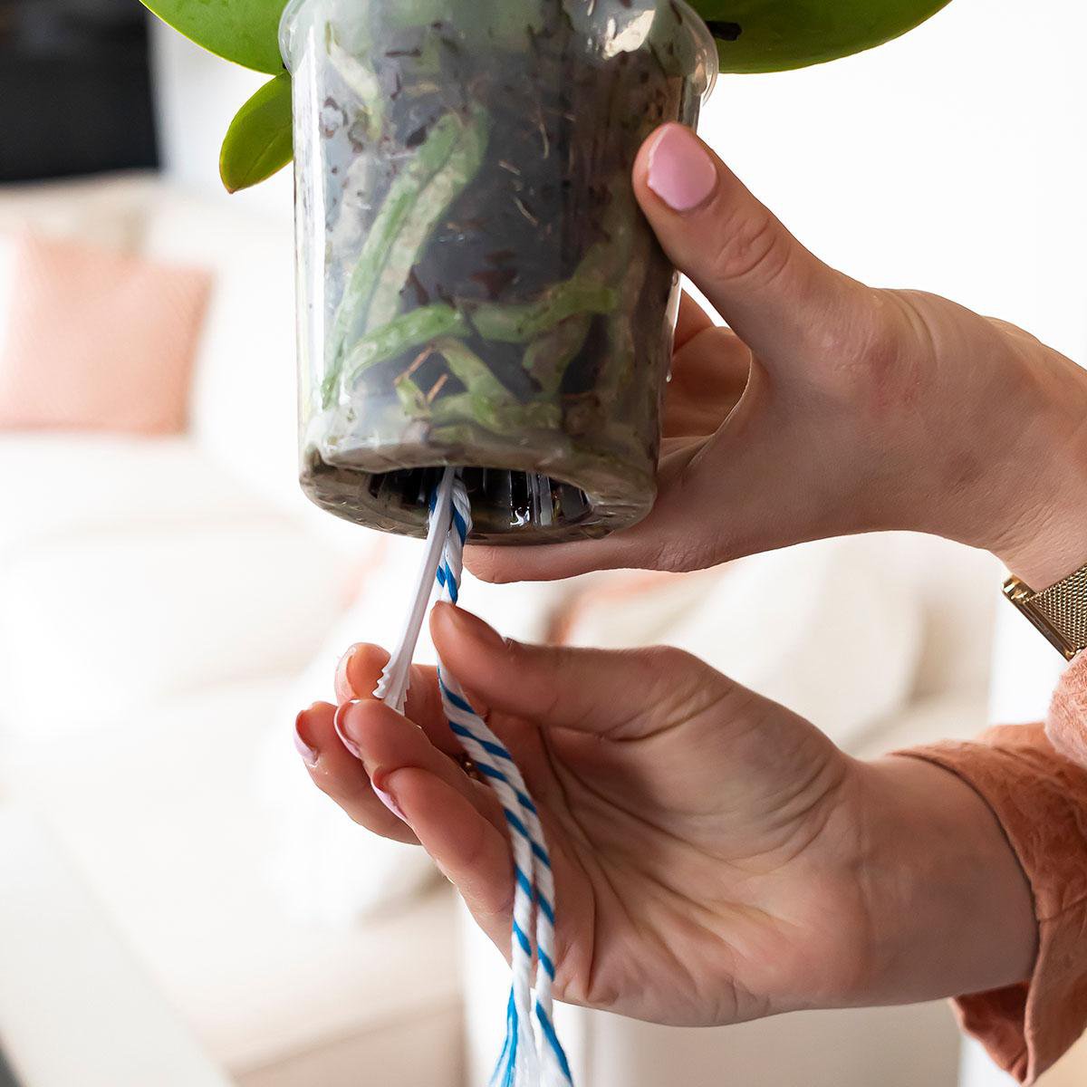WaterWick Zelfwatergevende Lonten voor Orchideeën (3 Stuks) Kolibri